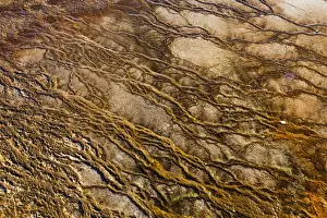Bacterial Prints: Picture No. 10984539