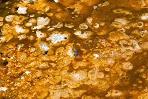 Bacterial Prints: Picture No. 10984551