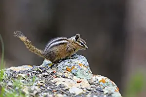 Chipmunks Prints: Picture No. 10984579