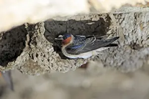 Swallow Prints: Picture No. 10984591