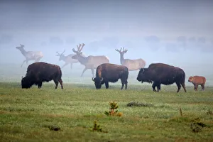 Buffalo Collection: Picture No. 10984600