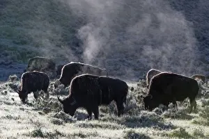 Buffalos Prints: Picture No. 10984611
