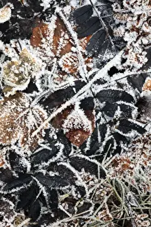 Wintry Prints: Picture No. 10984630