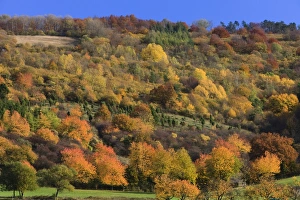 Images Dated 24th October 2013: Picture No. 10984631