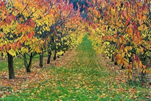 Wild Cherry Collection: Picture No. 10984646
