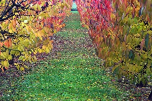 Wild Cherry Collection: Picture No. 10984647