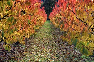 Wild Cherry Collection: Picture No. 10984648