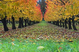 Wild Cherry Collection: Picture No. 10984649