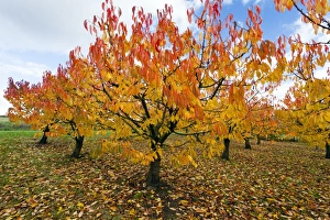 Wild Cherry Collection: Picture No. 10984650