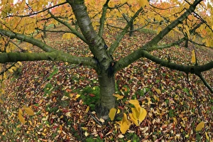 Wild Cherry Collection: Picture No. 10984651