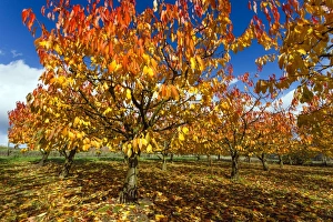 Wild Cherry Collection: Picture No. 10984652