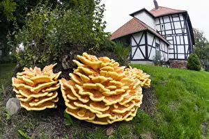 Funghi Prints: Picture No. 10984654