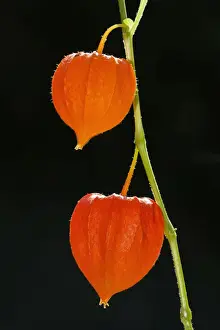 Lantern Prints: Picture No. 10984657
