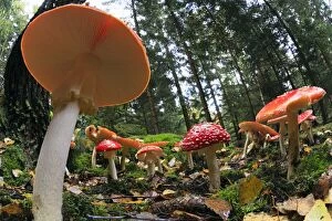 Mushrooms And Toadstools Collection: Picture No. 10984667