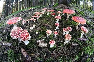 Mushrooms And Toadstools Collection: Picture No. 10984673