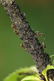 Ants Prints: Picture No. 10984678