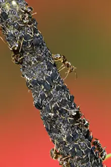 Ants Prints: Picture No. 10984679