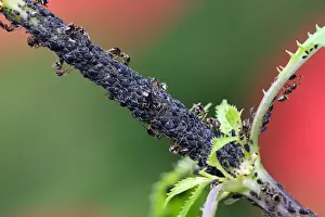 Ants Prints: Picture No. 10984680