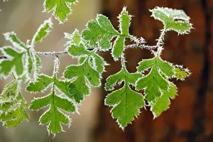 Hawthorn Prints: Picture No. 10984683