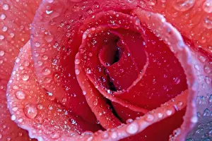 Petals Prints: Picture No. 10984703