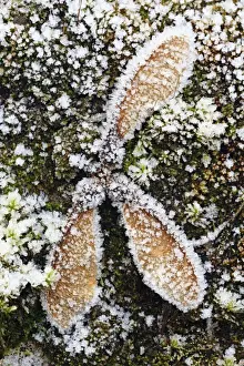Sycamores Prints: Picture No. 10984718