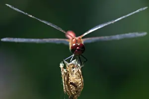Dragonflies Prints: Picture No. 10984720