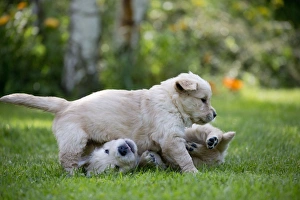 Play Fighting Collection: Picture No. 10984729