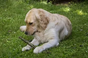 Stick Prints: Picture No. 10984770