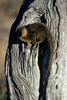 Mongooses Prints: Picture No. 11013596