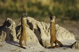 Mongoose Prints: Picture No. 11013597