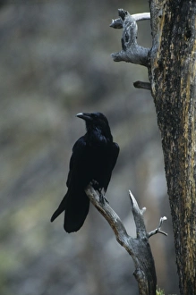 Corvid Collection: Picture No. 11013599