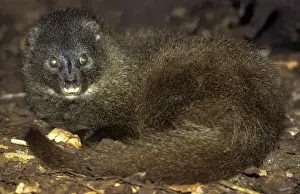 Mongoose Prints: Picture No. 11013602