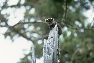 Marten Prints: Picture No. 11013689