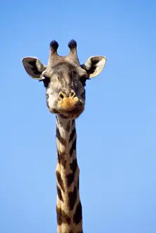 Necks Prints: Picture No. 11013692