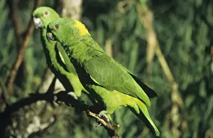 Amazona Prints: Picture No. 11013721