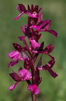 Orchis Prints: Picture No. 11013722