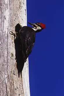 Woodpeckers Prints: Picture No. 11013742