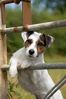 Parson Prints: Picture No. 11013751