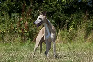 Whippet Prints: Picture No. 11013758
