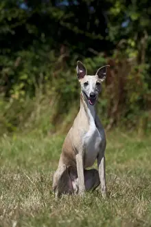 Whippet Prints: Picture No. 11013759