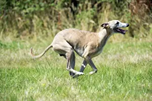 Whippet Prints: Picture No. 11013778