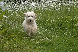 Daisies Prints: Picture No. 11013811