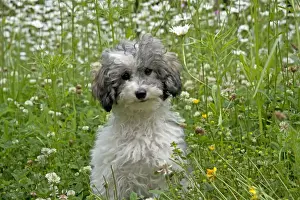 Picture No. 11013829