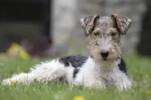 Wirehaired Prints: Picture No. 11013880