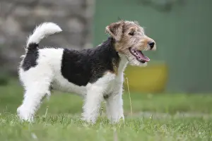 Wirehaired Prints: Picture No. 11013882