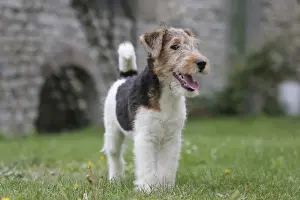 Wirehaired Prints: Picture No. 11013885