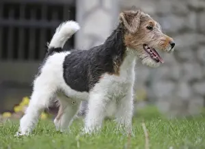 Wirehaired Prints: Picture No. 11013886