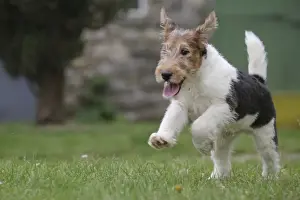 Wirehaired Prints: Picture No. 11013888