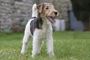 Wirehaired Prints: Picture No. 11013889