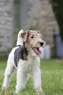 Wirehaired Prints: Picture No. 11013890